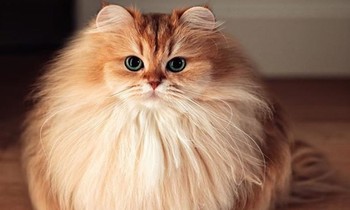 Chú mèo ăn ảnh nhất thế giới