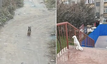 Bị ngăn cách bởi tường rào trường đại học, hai chú chó cứ ngồi đợi nhau kể cả lúc trời mưa