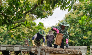 Cảnh nhộn nhịp thu hoạch mật ong ở vựa vải thiều Lục Ngạn - Bắc Giang