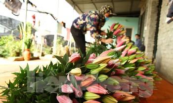 Người trồng hoa ly ở xã Song Mai mong muốn việc tiêu thụ hoa thuận lợi trong vài ngày cận Tết