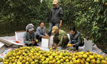 Cam Phủ Quỳ (Nghệ An) có nguy cơ đổ bỏ vì khó khăn tiêu thụ.