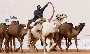 Một người đàn ông cưỡi lạc đà tại lễ hội Vua Abdulaziz. Ảnh: Reuters