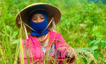 Mùa lên nương tuốt “ngọc trời” ở vùng cao Quảng Ngãi. Ảnh: Nguyễn Ngọc