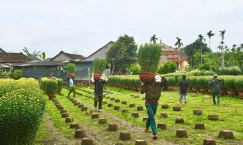 Vựa hoa cúc ở Quảng Ngãi “cháy hàng” trước thềm tết Nguyên đán.