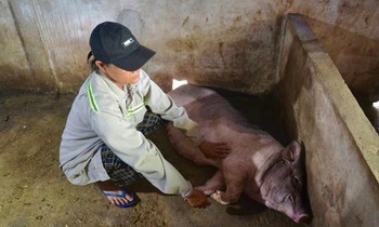 Lợn chết hàng loạt sau khi tiêm vắc xin ở Quảng Ngãi, cơ quan thú y nhận định gì?