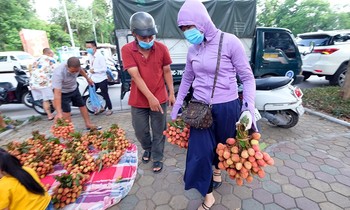 Vải Bắc Giang được bán với giá 20.000 đồng/kg ở Thủ đô