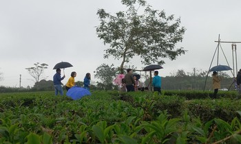 Người dân đội mưa check in 'thiên đường chè' ngày đầu năm