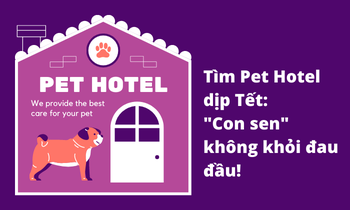 Hội "sen" chật vật tìm khách sạn cho "boss cưng": Nơi uy tín đều hết chỗ từ 1 tháng trước!