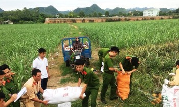 Công an Thị xã Bỉm Sơn thu mua dứa cho bà con nông dân