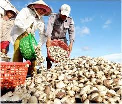 Trà Vinh lợi nhuận cao từ nuôi nghêu