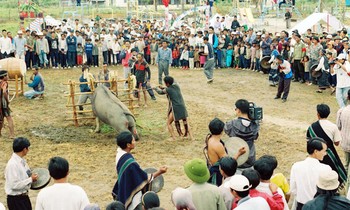 Lễ hội đâm trâu. ảnh: H.H.N