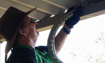 Chuyên gia bắt rắn bị rắn độc nhất thế giới cắn chết