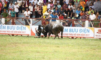 Hình ảnh "ông trâu" số 18 húc trọng thương chủ. Ảnh: CTV.