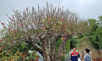 Thét giá 100 triệu đồng gốc đào khủng tạo dáng 'bàn tay lộc'