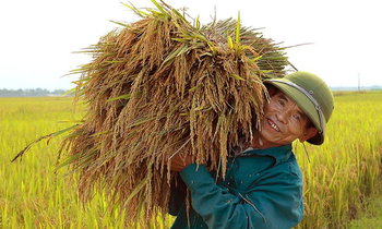 Trung ương yêu cầu mỗi năm sản xuất ít nhất 35 triệu tấn lúa để bảo đảm an ninh lương thực