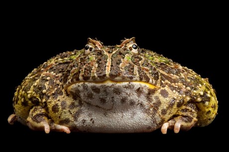 ếch Pacma