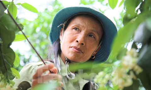 Xem nông dân Hà Tĩnh thụ phấn cho 'đệ nhất bưởi'