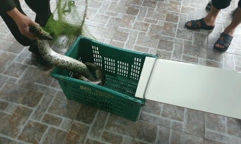 Kinh hãi phát hiện trăn gấm nặng 7kg bò vào vườn nhà dân ở Hà Tĩnh