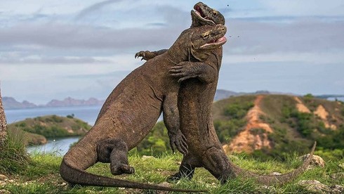 Loài bò sát nào sống tại Indonesia có kích thước lớn nhất thế giới?