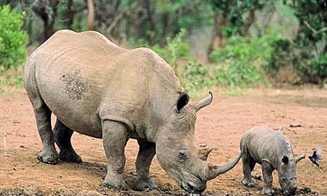 Loài tê giác nào duy nhất chỉ còn ở Indonesia?