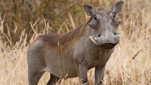 Thổ dân Mozambique có tuyệt chiêu gì để bắt lợn rừng?