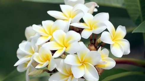 Hoa Chăm Pa - Quốc hoa của Lào nở vào tháng mấy?