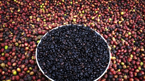 Tỉnh nào sau đây của Ethiopia chính là vùng đất khởi nguyên của cây cà phê?