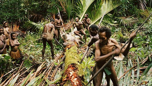 Bộ tộc nào ở Indonesia từng có tục săn đầu người và ăn thịt người ?