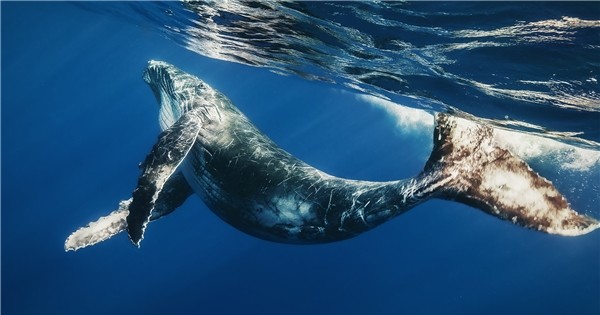 Vì sao cá voi xanh có thể bơi suốt 6 tháng mà không ăn?