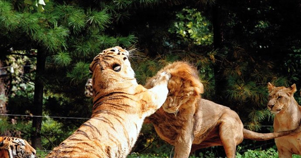 1001 thắc mắc: Hổ - Sư tử, kẻ nào thực sự là chúa sơn lâm?
