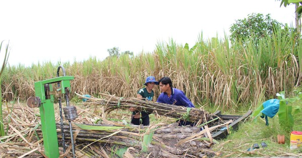 Nhà máy đường cam kết tiêu thụ hết mía cho nông dân Hậu Giang