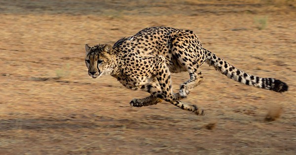 Điểm danh 10 loài động vật chạy nhanh nhất trái đất