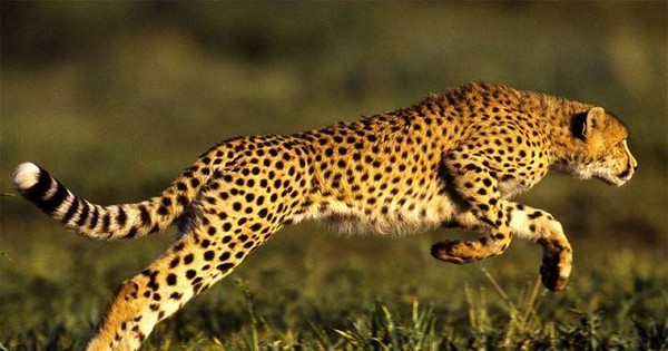 Top 3 loài động vật có vú chạy nhanh nhất thế giới