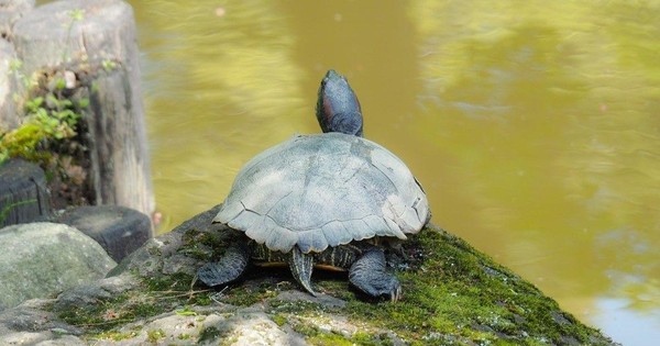 thumbnail - Rùa thực sự có thể thở bằng mông không?