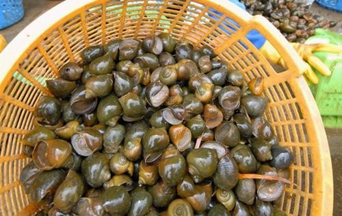 cách phân biệt ốc bươu vàng