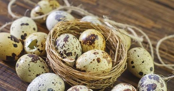 Nano bạc giúp tăng chất lượng trứng cút ở Nhật Bản