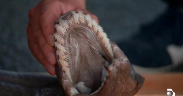 thumbnail - Tận mắt thấy ‘quái vật biển’ có tới 300 chiếc răng