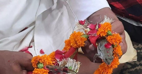 thumbnail - Dân làng Ấn Độ làm lễ cưới cho ếch để cầu mưa