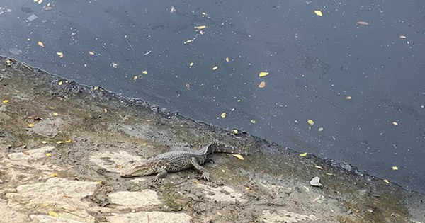 Người dân TPHCM tá hỏa khi thấy cá sấu phơi nắng trên kênh Lò Gốm