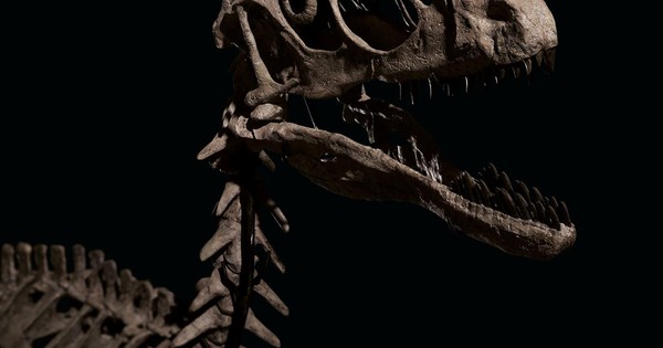 thumbnail - Hóa thạch khủng long tạo cảm hứng phim 'Công viên kỷ Jura' được đấu giá hơn 12 triệu USD