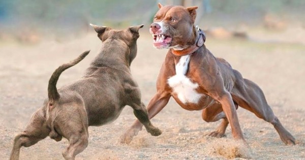 thumbnail - Mỹ: Bảy con chó Pitbull cắn chết người, chủ chó bị bắt