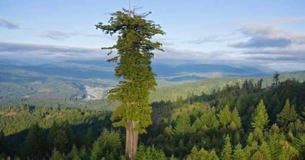 thumbnail - Đứng cạnh cây cao nhất thế giới sẽ bị phạt tù
