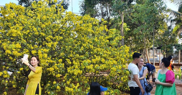 Cây mai vàng 'khủng' ở Đồng Nai trổ bông rực rỡ đón khách du xuân