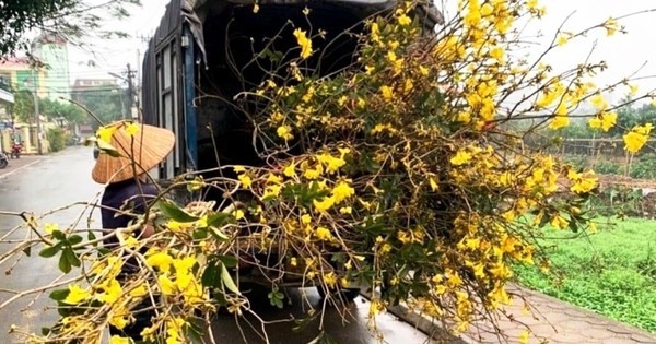 Hoa phong linh vàng rực gây 'sốt': Cục Bảo vệ thực vật nói gì về nguồn gốc?