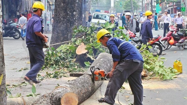 Hà Nội thừa nhận nóng vội trong việc thay thế cây xanh