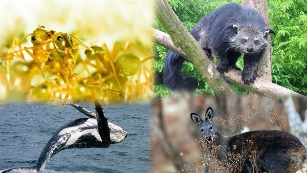 1001 thắc mắc: Những loài động vật nào tỏa mùi thơm đặc biệt?
