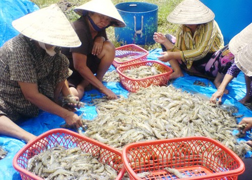 Giá tôm nguyên liệu tăng trở lại Thu hoạch tôm nuôi theo mô hình công nghiệp ở miền Tây. Ảnh: Ái Nam