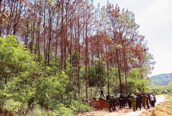 Truy bắt kẻ chủ mưu vụ đầu độc rừng thông lớn nhất Tây Nguyên Thực nghiệm hiện trường vụ đầu độc hơn 10ha rừng thông