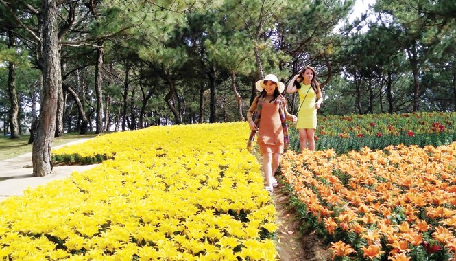 Muôn sắc màu Festival hoa Đà Lạt Tham quan vườn hoa của Cty CNSH Rừng hoa Đà lạt.