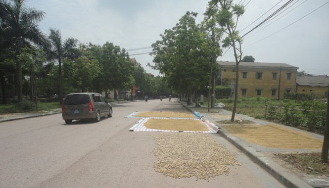 Phơi nông sản trên đường Phơi nông sản trên đường